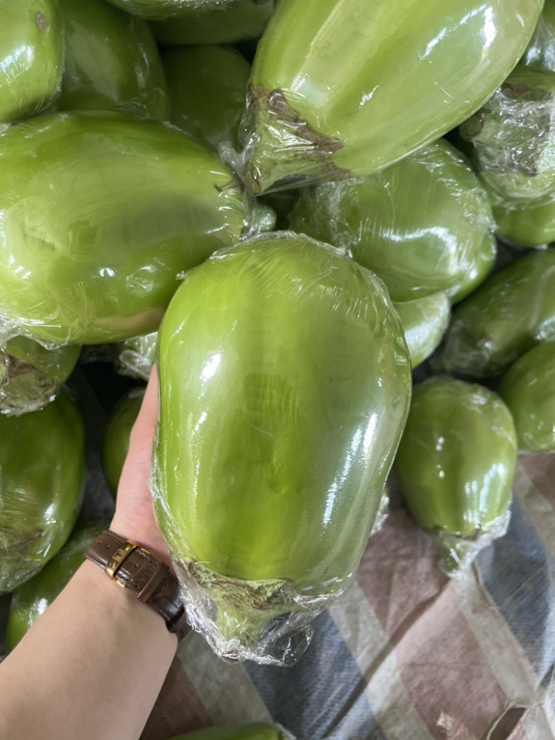 青茄头茬青茄市场货电商货一件代发