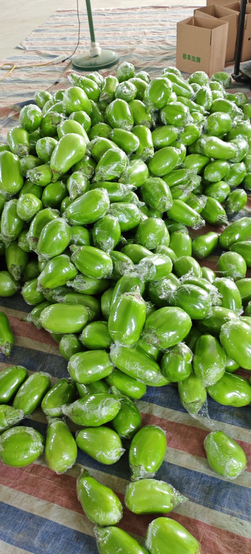 安阳头茬青茄，支持电商市场一件代发