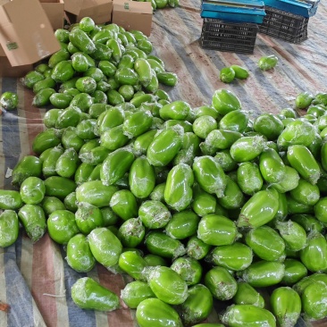 安阳头茬青茄，支持电商市场一件代发