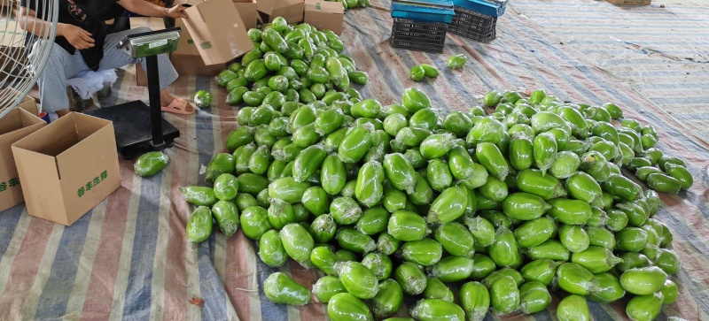 安阳头茬青茄，支持电商市场一件代发