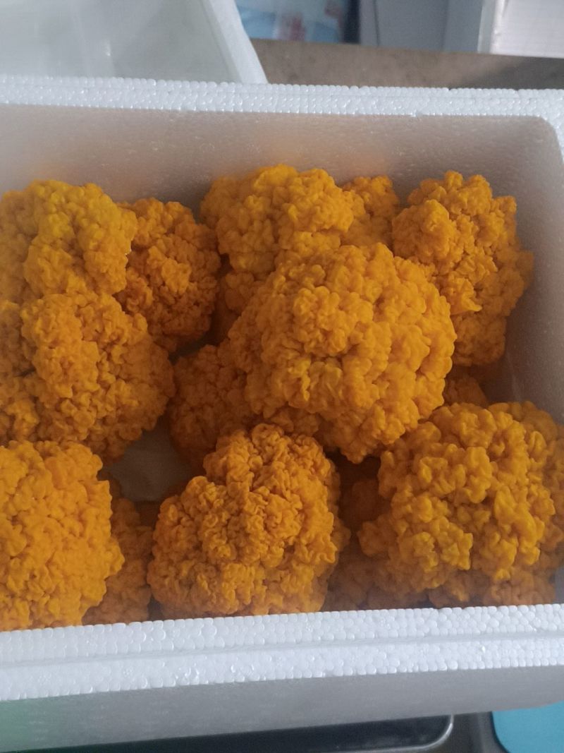 金耳菌优质品质保质保量自家培育干净卫生