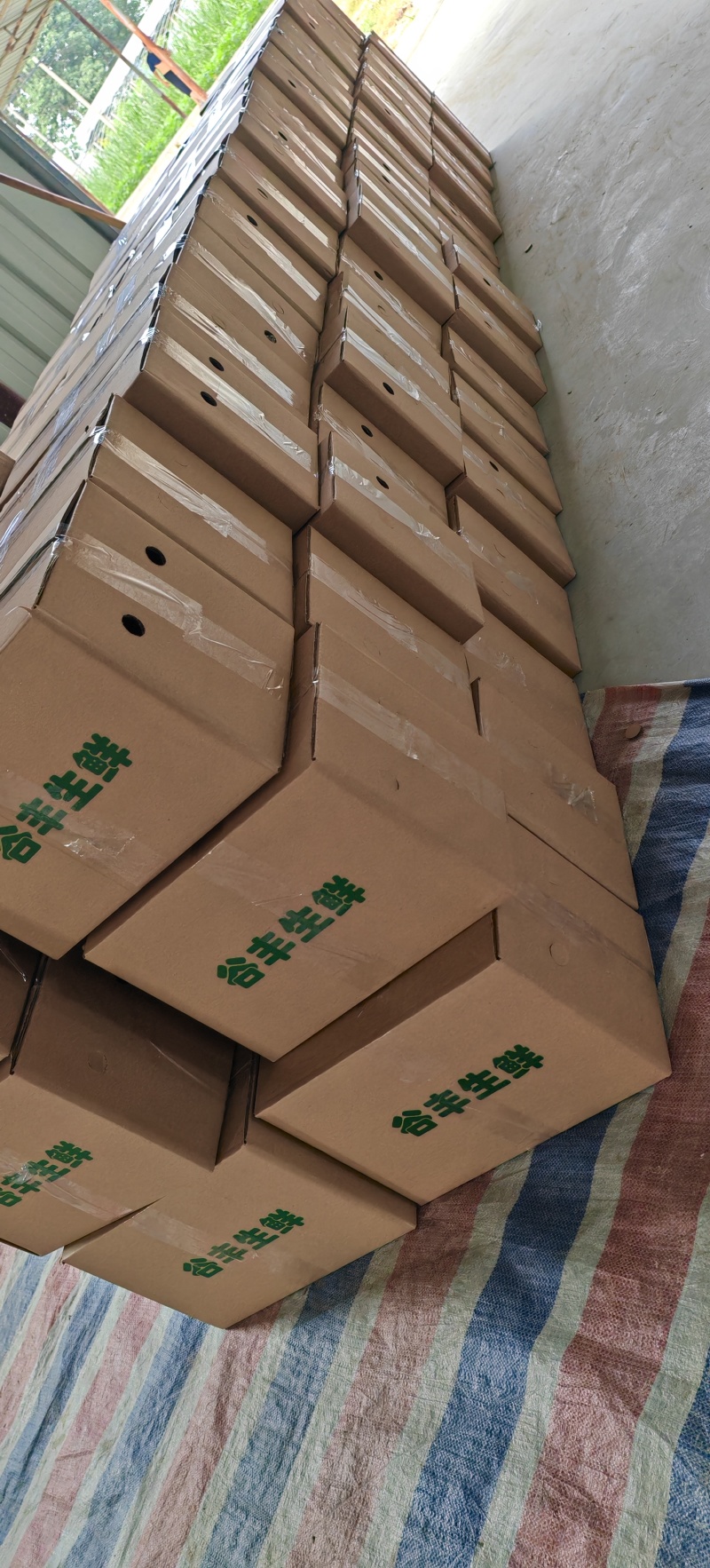 安阳头茬青茄，支持电商市场一件代发