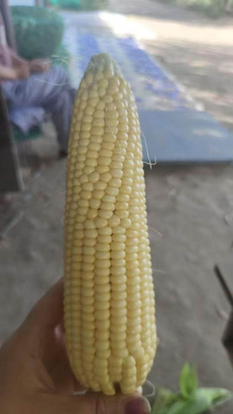 肯黏17