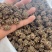 大颗粒的精品
