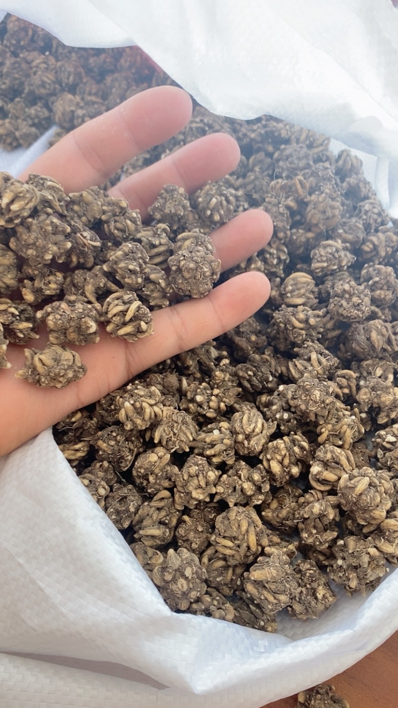 大颗粒的精品
