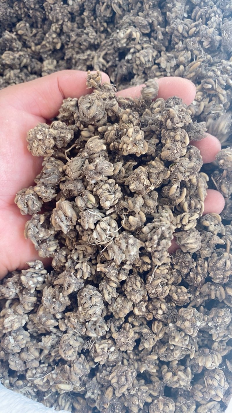 大颗粒的精品
