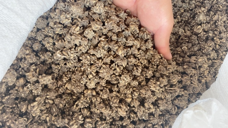 大颗粒的精品