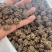 大颗粒的精品