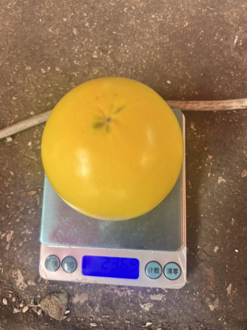 黄晶果云南黄晶果批发电商商超，市场货量大