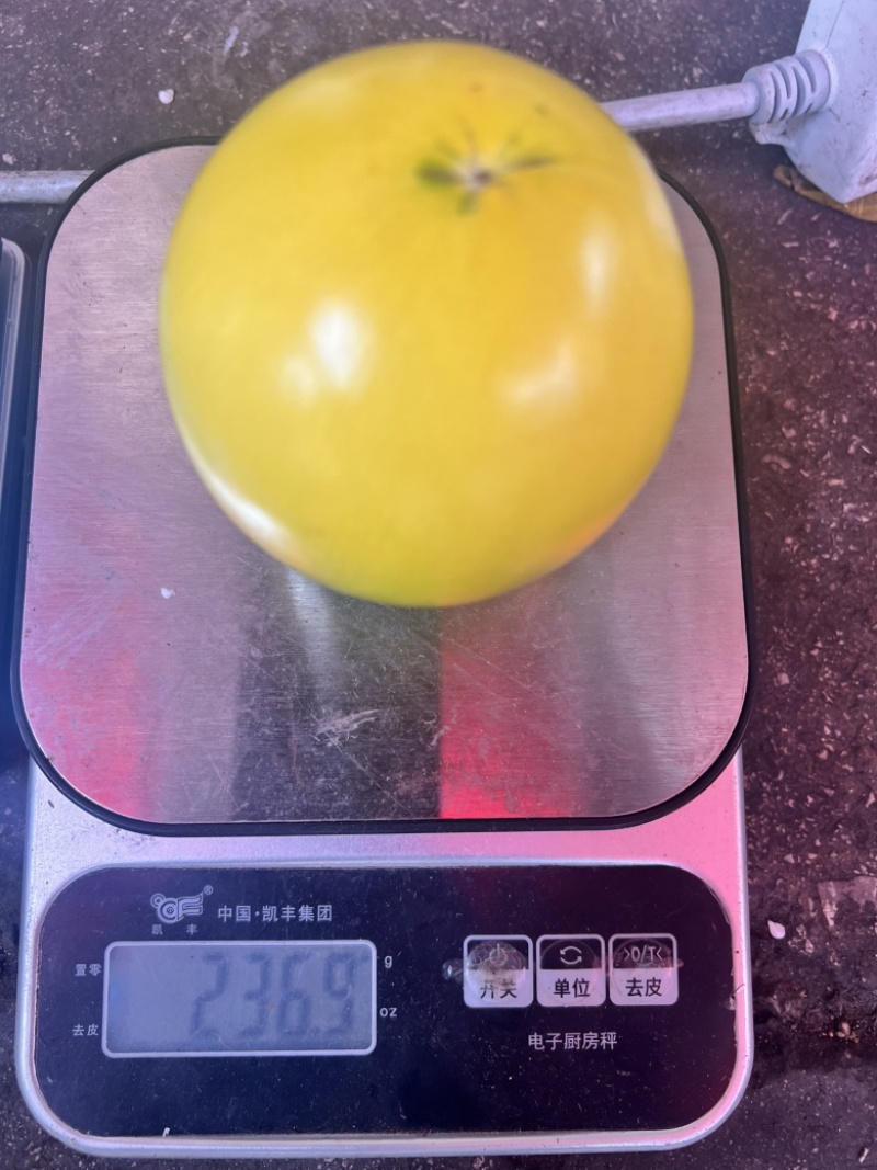 黄晶果云南黄晶果批发电商商超，市场货量大