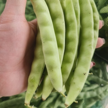 豆角