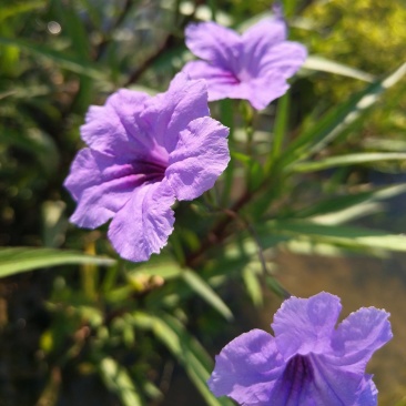 翠芦莉蓝花草
