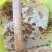 波美度42的精品土蜂蜜，山区养殖，蜜蜂自己采集蜂蜜收成。