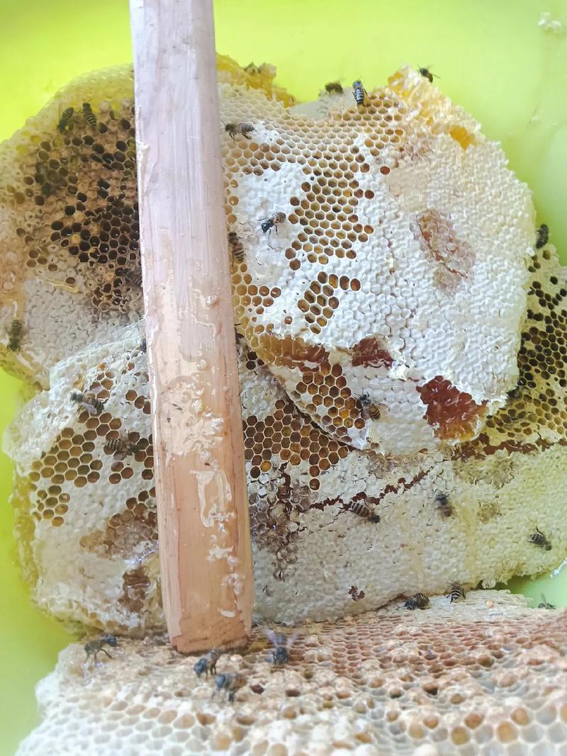 波美度42的精品土蜂蜜，山区养殖，蜜蜂自己采集蜂蜜收成。