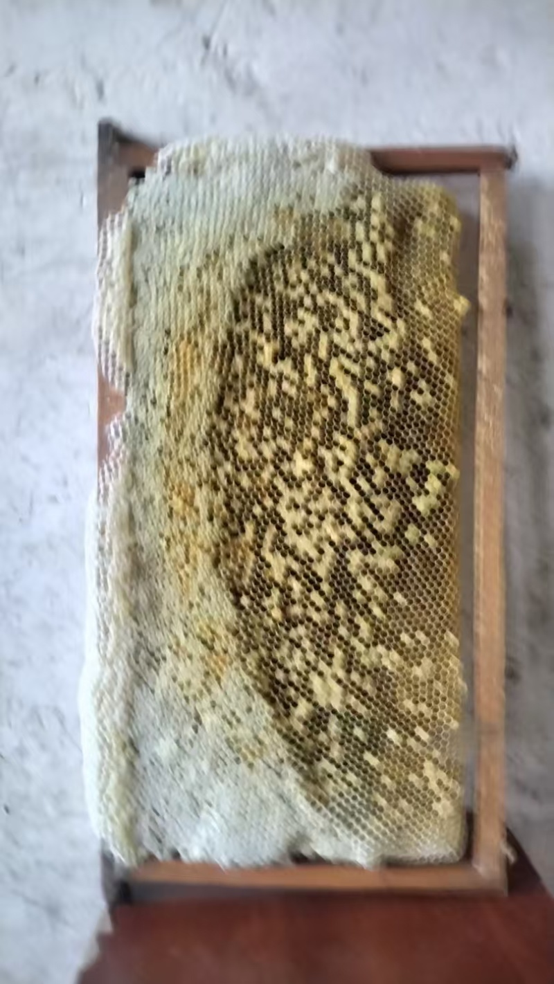 波美度42的精品土蜂蜜，山区养殖，蜜蜂自己采集蜂蜜收成。