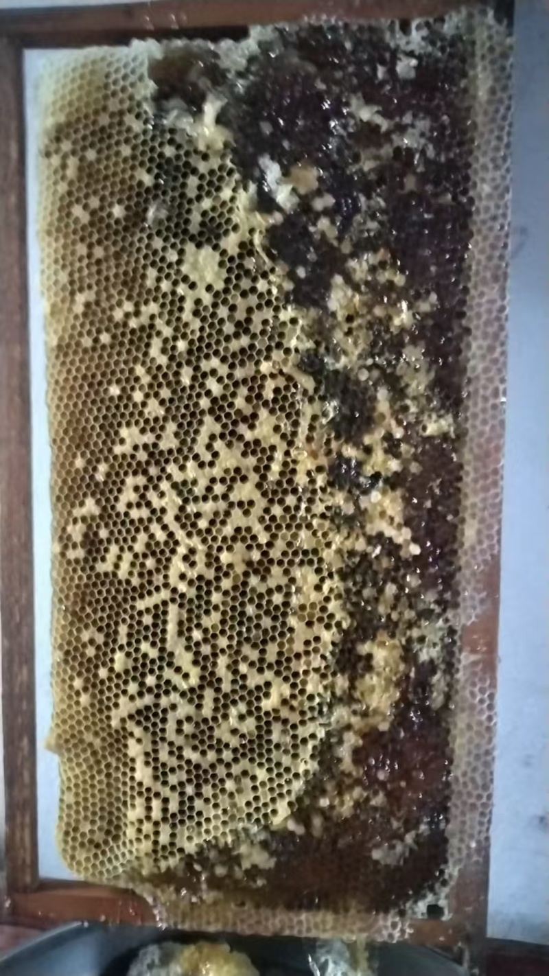 波美度42的精品土蜂蜜，山区养殖，蜜蜂自己采集蜂蜜收成。