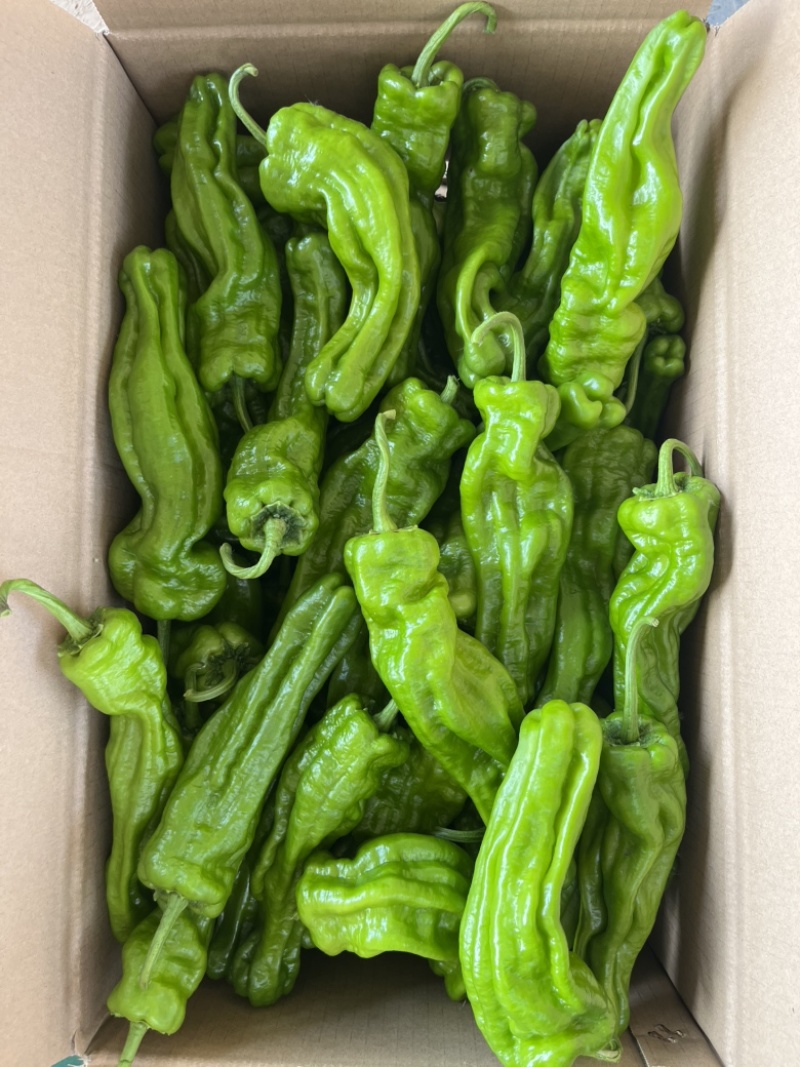 芜湖椒东北冷棚芜湖椒产地直发一手货源