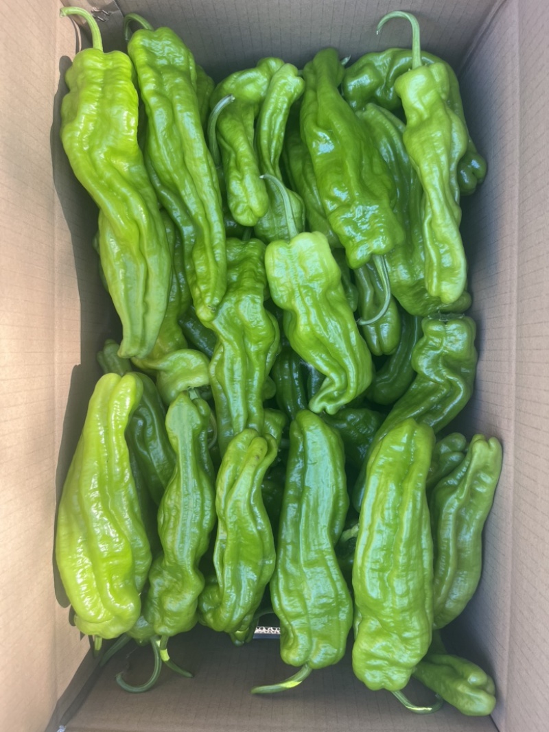 芜湖椒东北冷棚芜湖椒产地直发一手货源