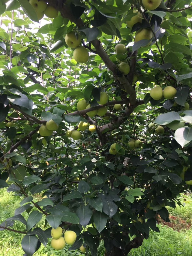云南优质红梨早白蜜
