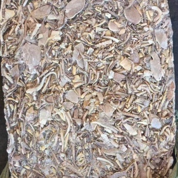 鱿鱼边角料，50吨！可以现场看货！不支持样品