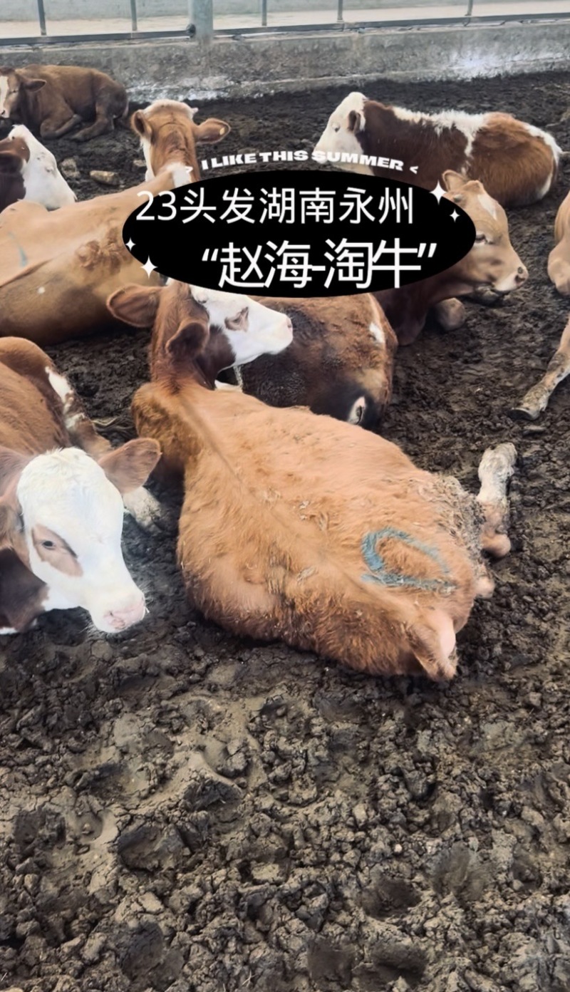 300-400斤左右的小公牛