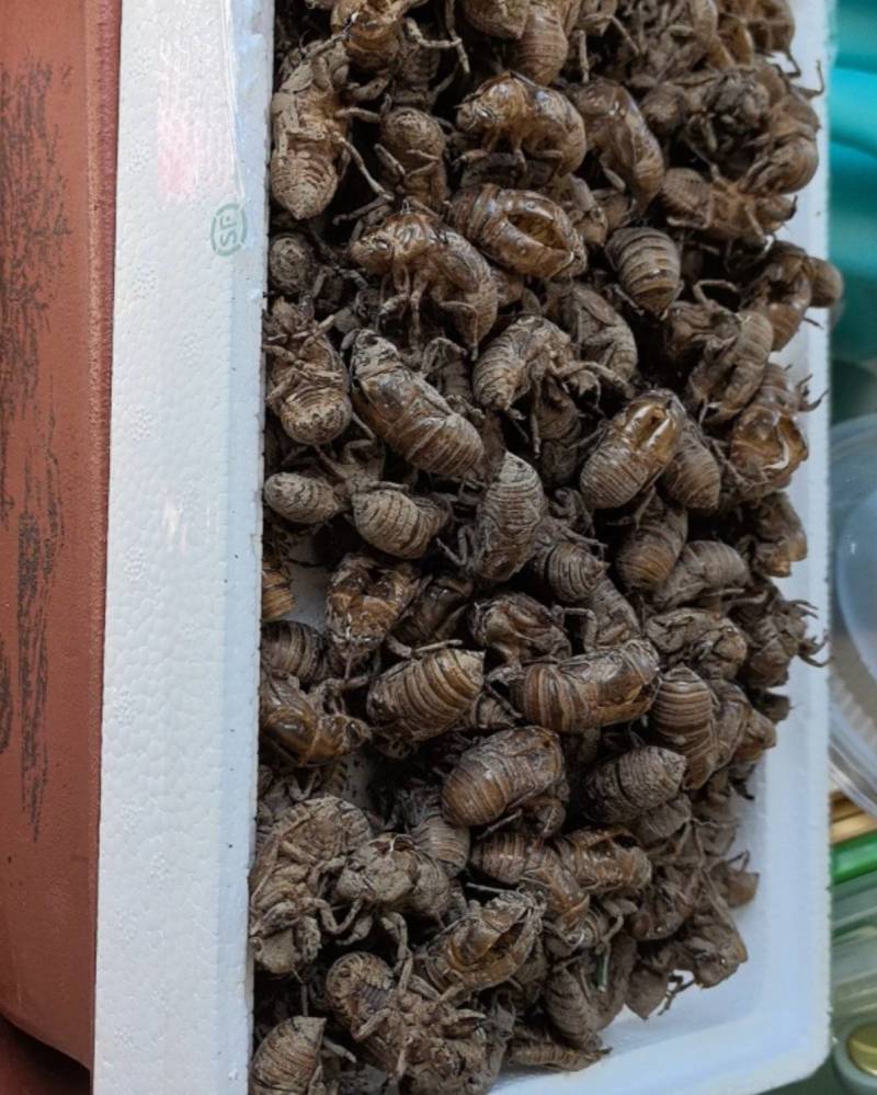 蝉蜕原产地精品货源充足**特惠