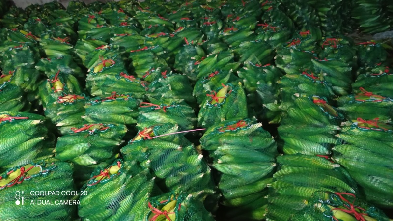 万糯2000