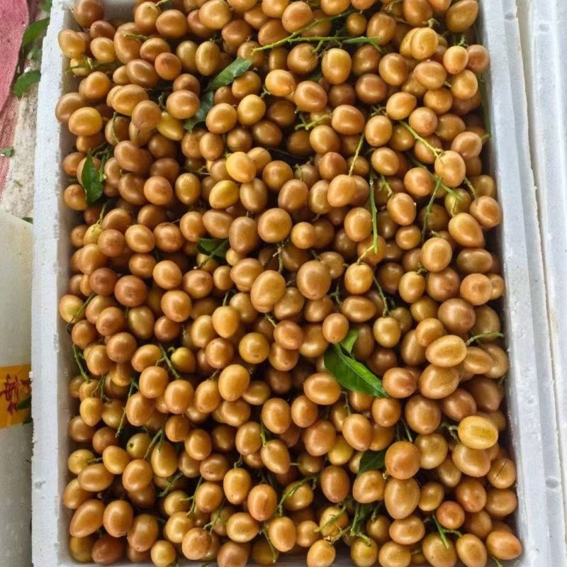 黑金刚黄皮果精品通货产地直发全国