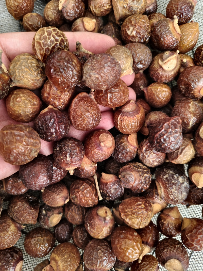 无患子果无患子果皮批发零售量大优惠