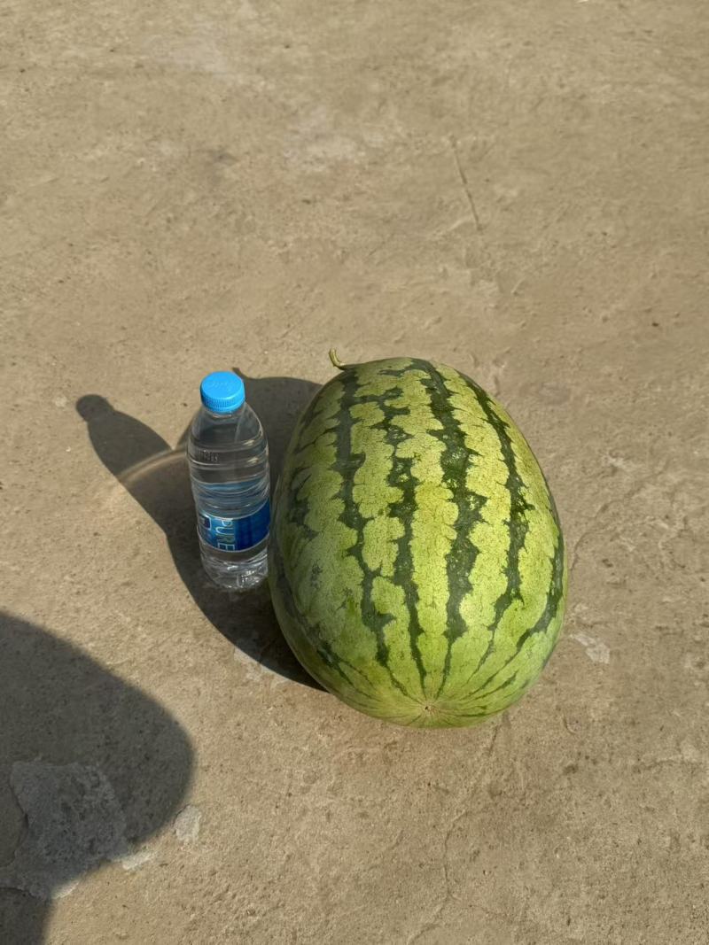 金城5号西瓜0.36包上车
