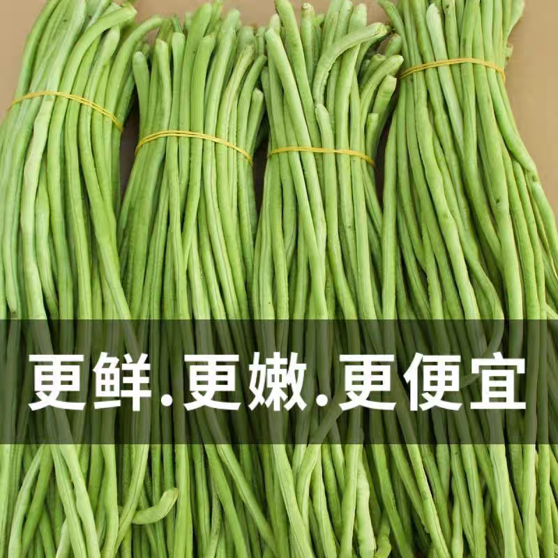 陕西豆角青条豆角货源充足产地直发可视频看货欢迎致电