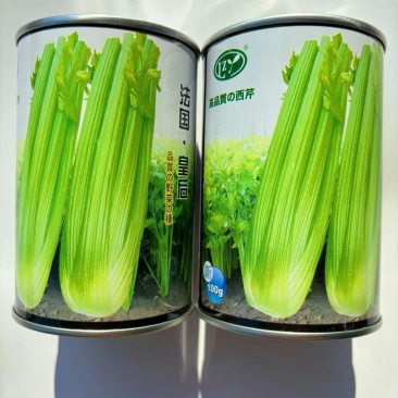 芹菜种孑四季小香芹菜籽阳台庭院种植高产小香芹种子耐寒耐热