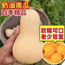 陕西南瓜奶油南瓜产地直发货源充足对接超市电商批发商