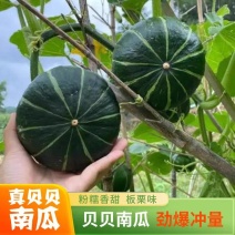 陕西贝贝南瓜产地直发货源充足全国代发可视频看货