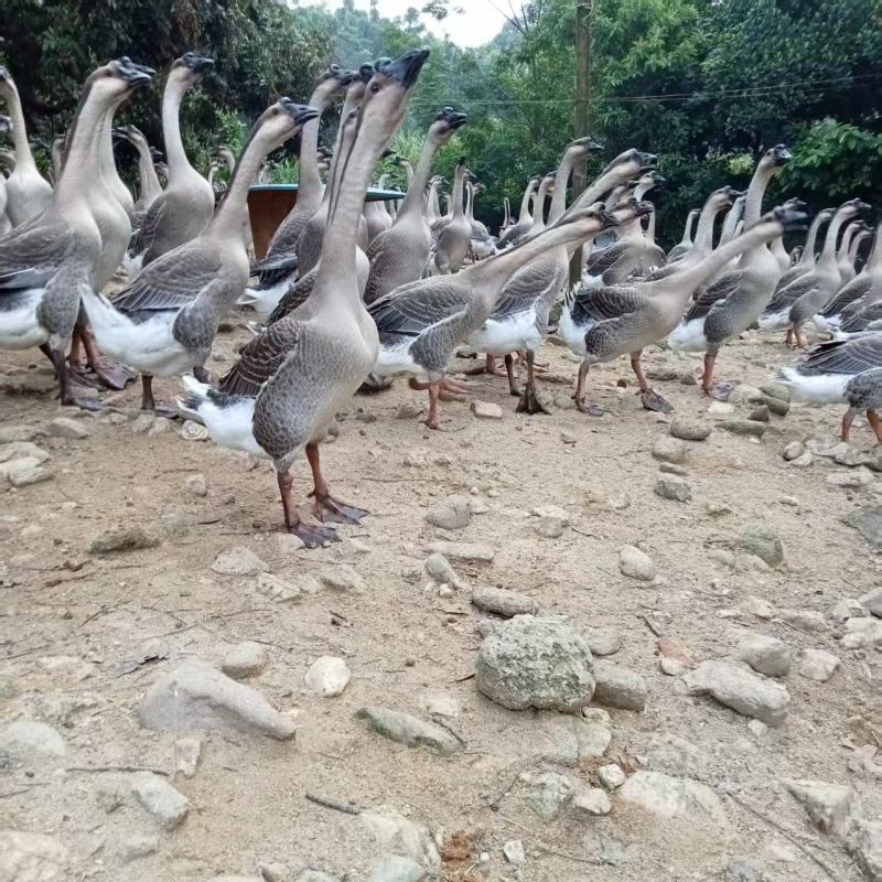 阳江鹅