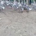 阳江鹅