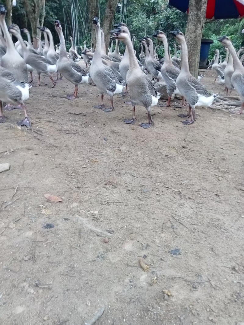 阳江鹅