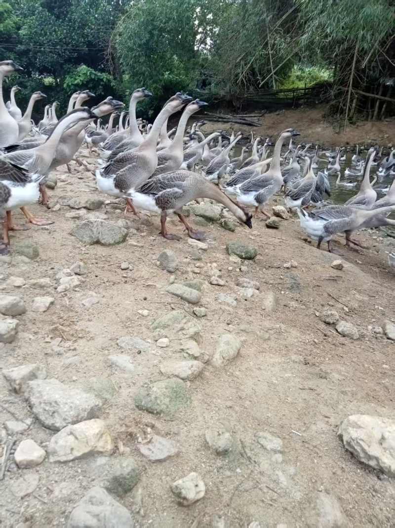阳江鹅