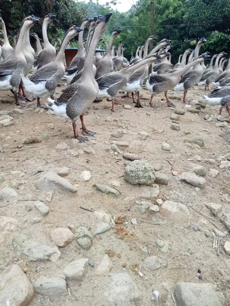 阳江鹅
