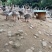 阳江鹅