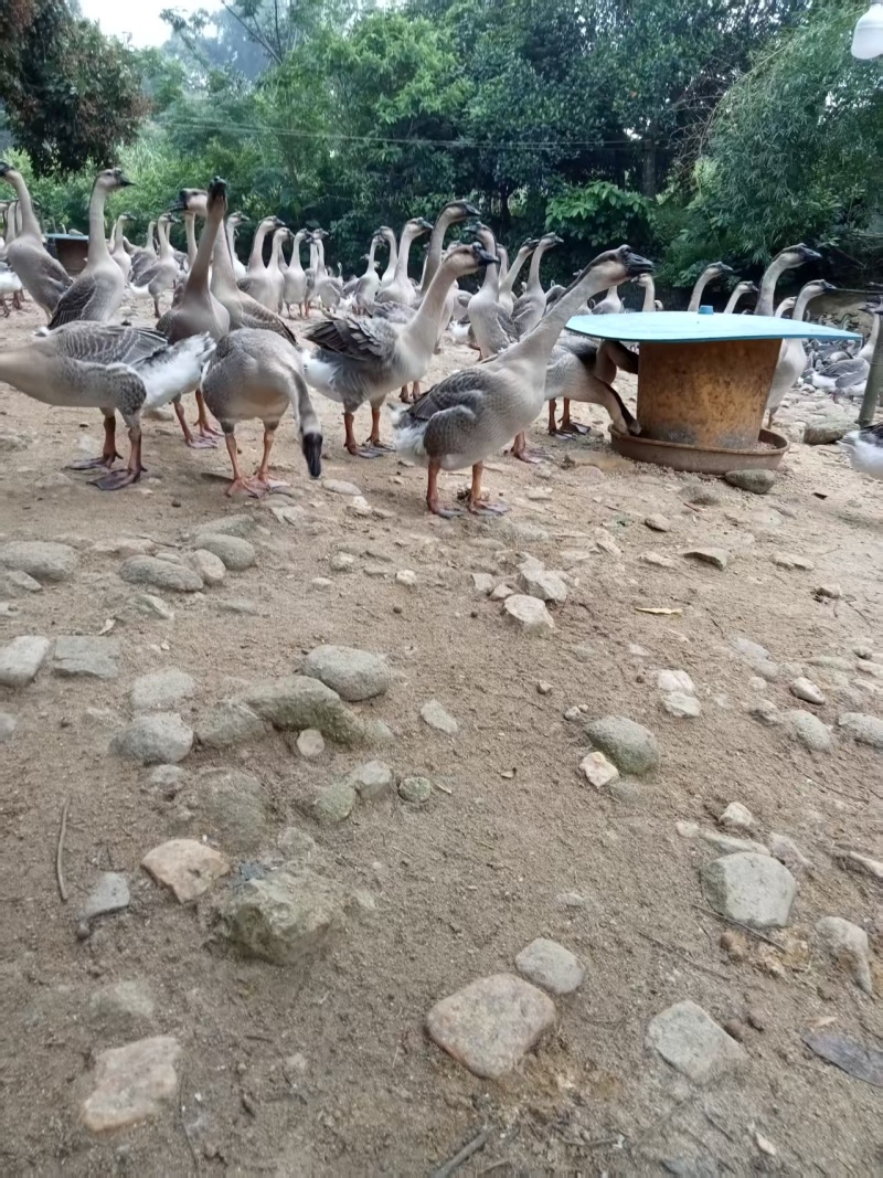 阳江鹅