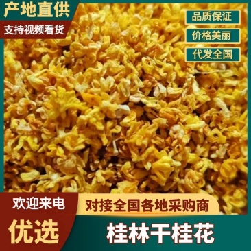 广西精品新鲜干桂花桂花干农副干货大量现货