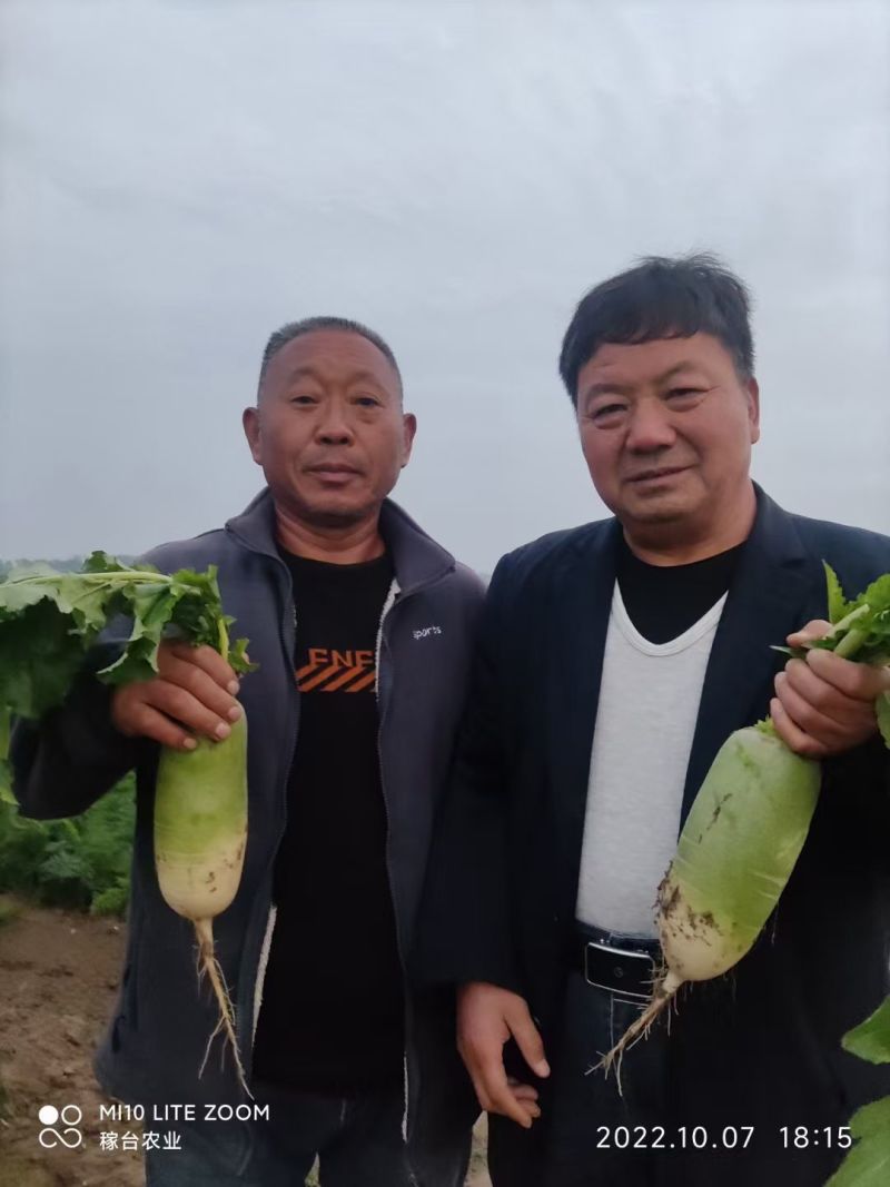 杂交青萝卜种子青妍一号青皮绿肉甜脆高产秋播耐寒白萝卜种子