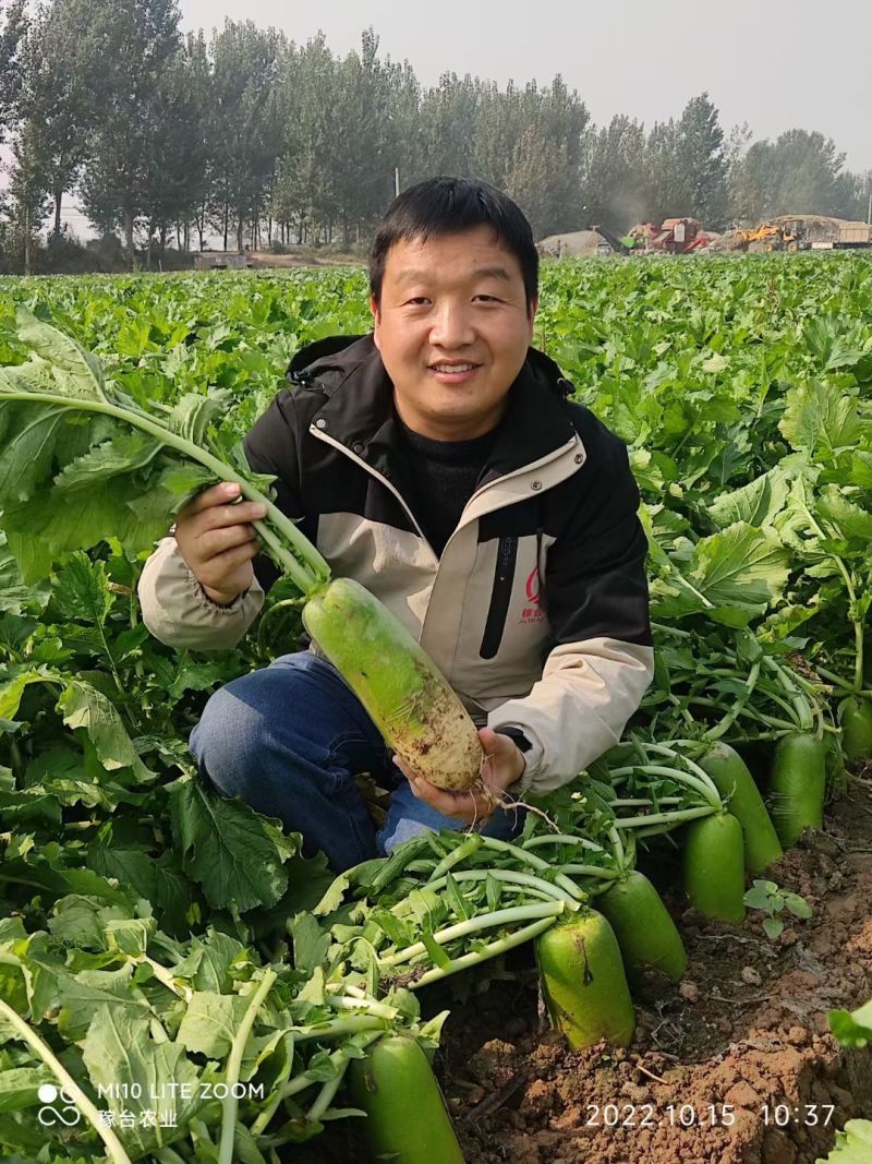 杂交青萝卜种子青妍一号青皮绿肉甜脆高产秋播耐寒白萝卜种子