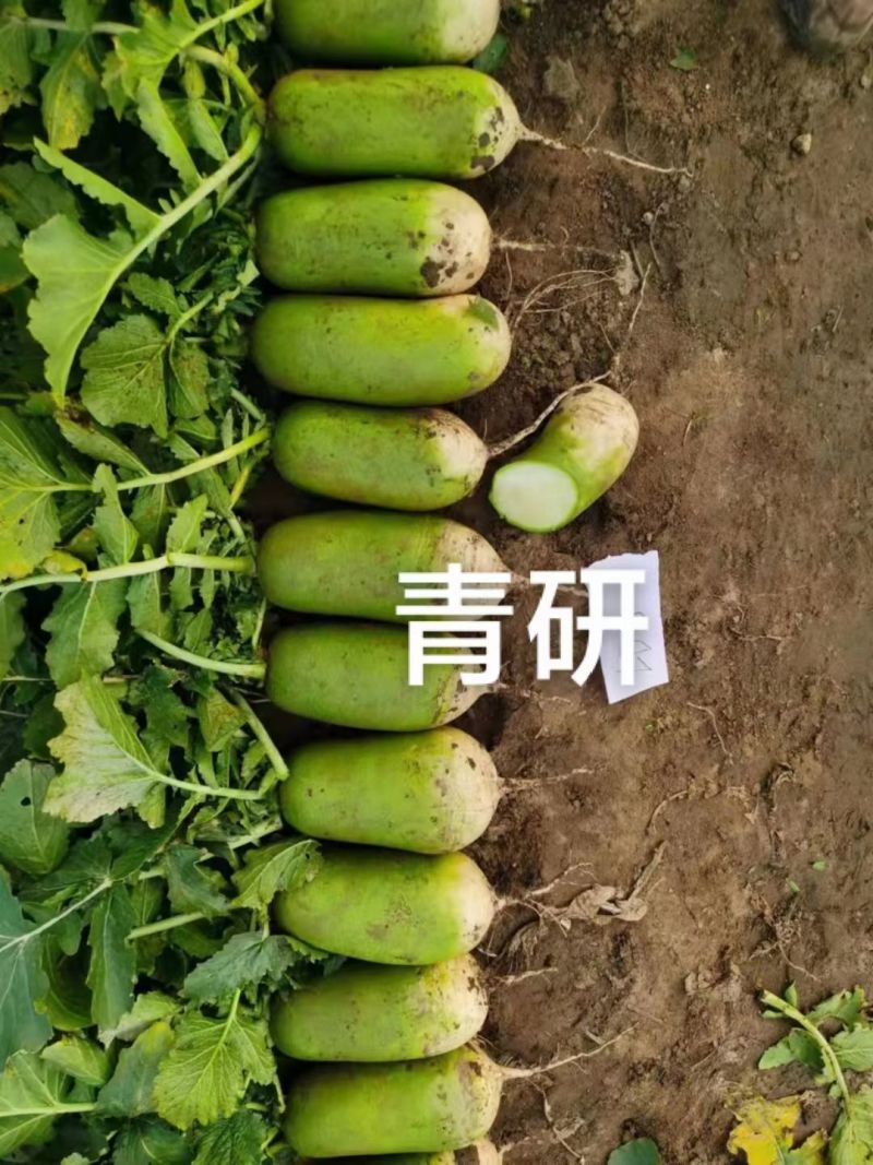 杂交青萝卜种子青妍一号青皮绿肉甜脆高产秋播耐寒白萝卜种子