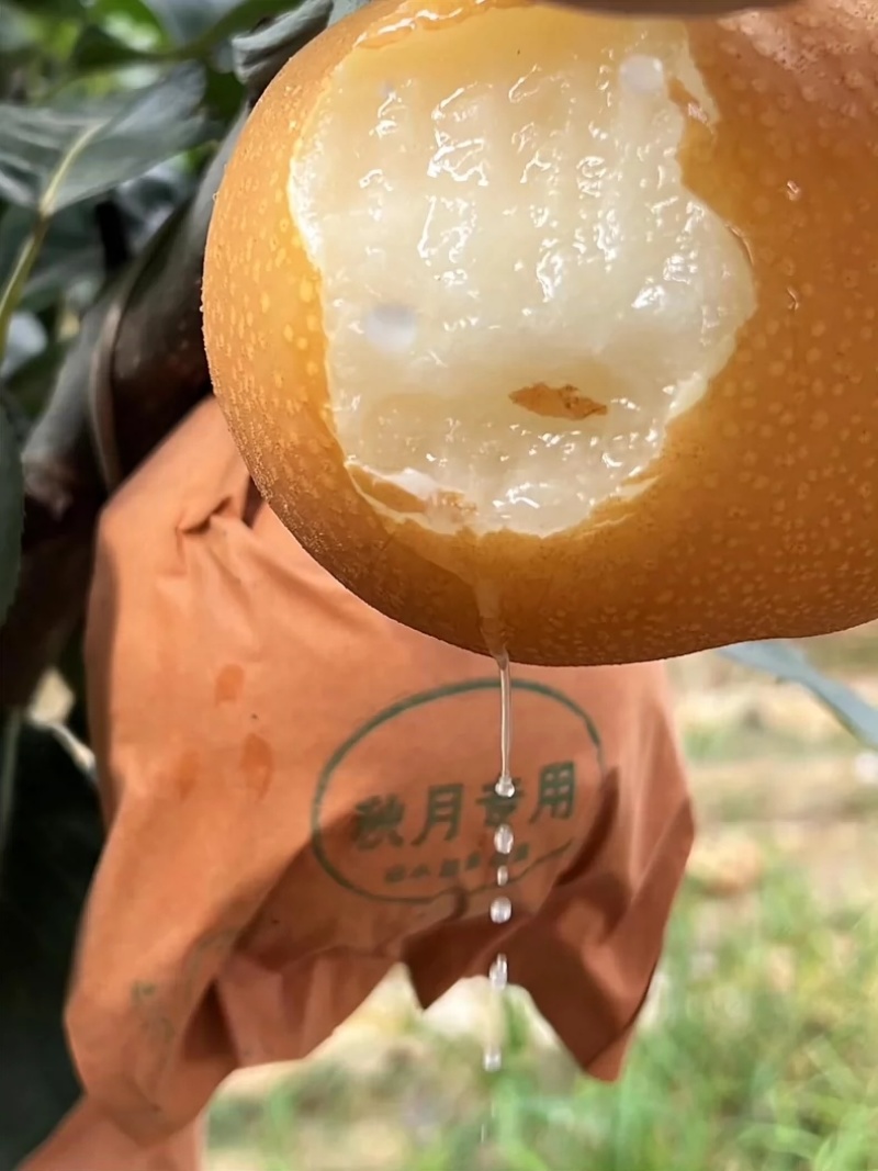 陕西丰水梨产地直发货源充足酥脆多汁欢迎致电