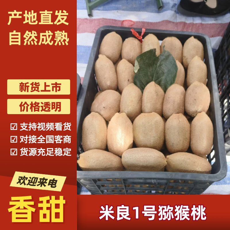 湖南湘西凤凰精品米良一号猕猴桃产地果园直发。