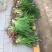 鸢尾花苗庭院盆栽蝴蝶兰苗宿根植物工程绿化名贵花喜阴植物大