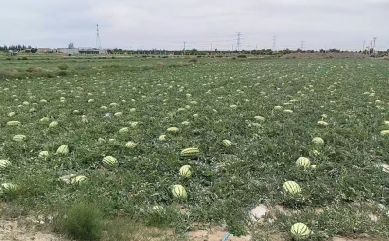 宁夏石头西瓜，露天自然成熟，产地直销，全国发货