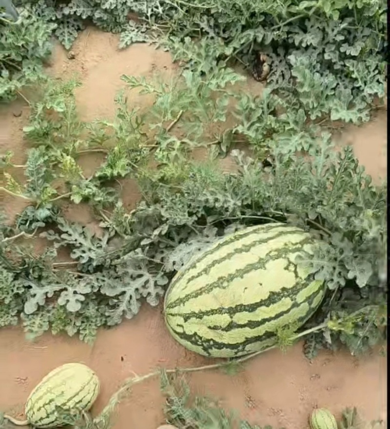 宁夏石头西瓜，露天自然成熟，产地直销，全国发货